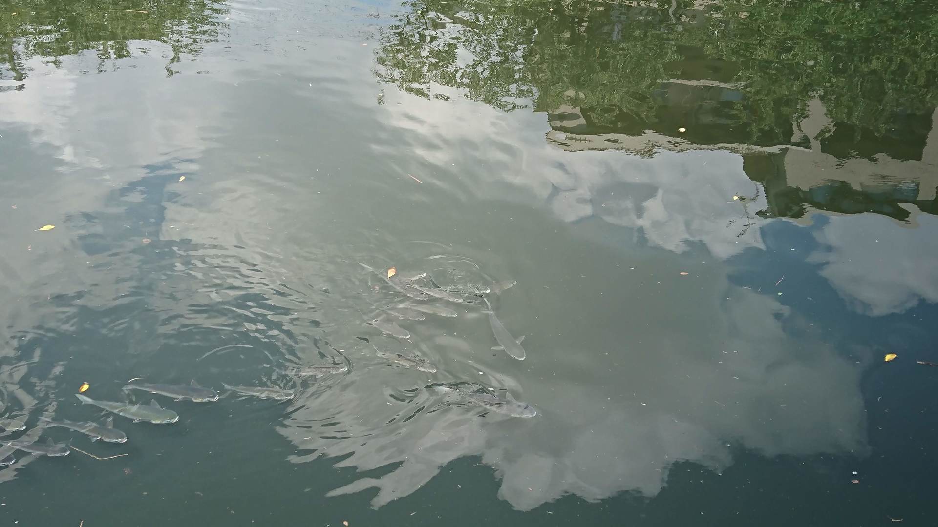 DSC_3129.JPG